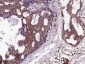phospho-HSP70 (Tyr41) Rabbit pAb
